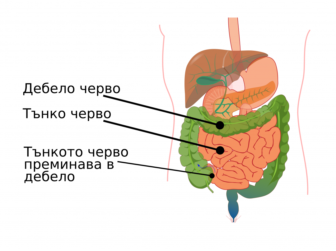 №9: Храносмилателна система: черва, степен на замърсяване | Healthy ...