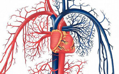 №20: Сърдечно-съдова система