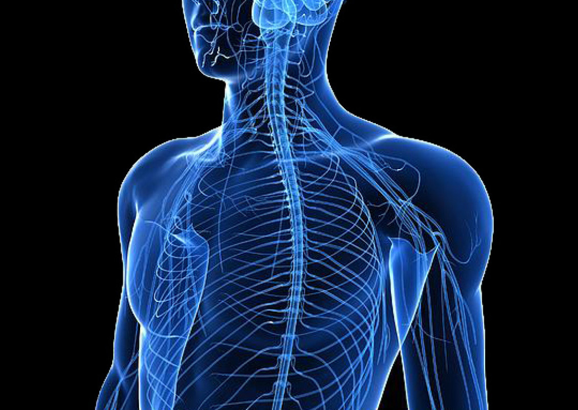 №21: Нервната система
