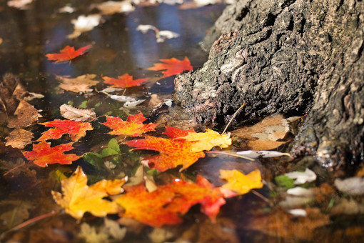 november_detox